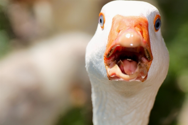 Water bird wildlife beak Photo