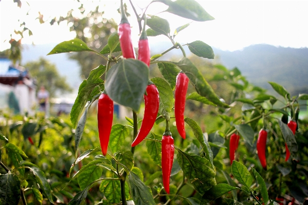 Plant fruit flower food Photo