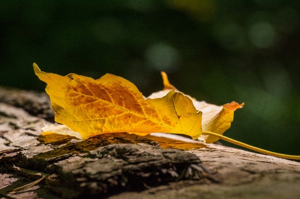 Tree nature forest branch Photo