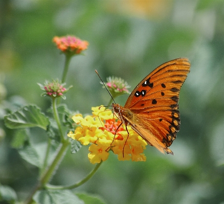 Landscape nature blossom plant Photo