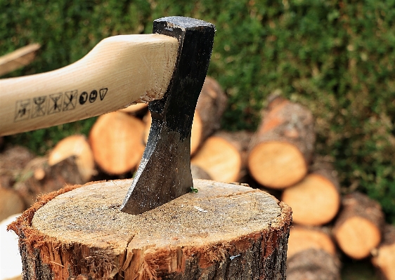 Tree wood trunk tool Photo