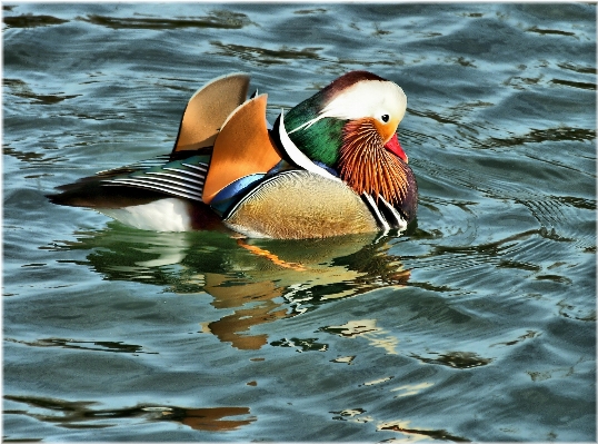 Foto água natureza pássaro asa