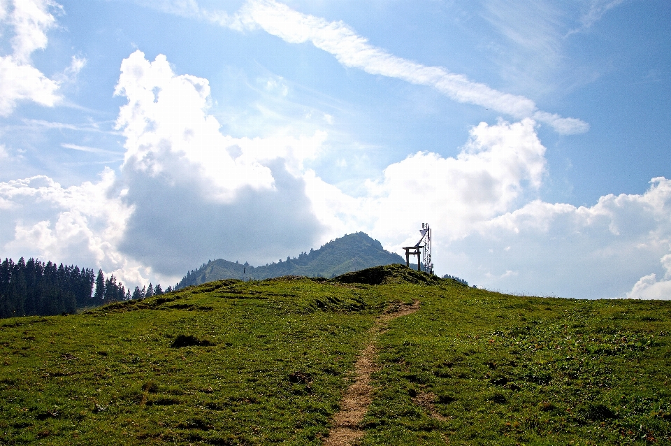 Paesaggio albero natura erba