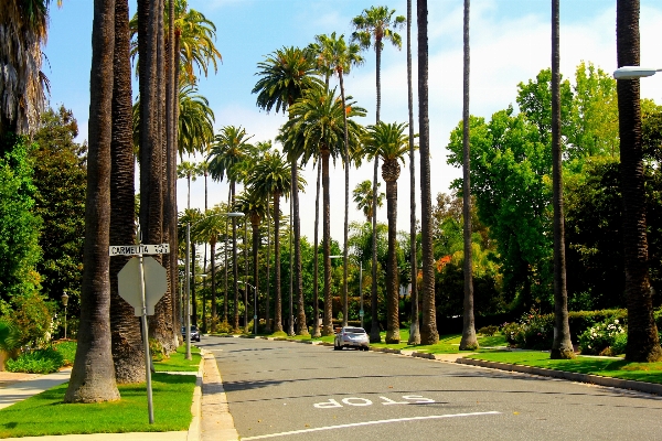 Tree plant walkway park Photo