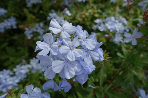 Nature blossom plant flower Photo