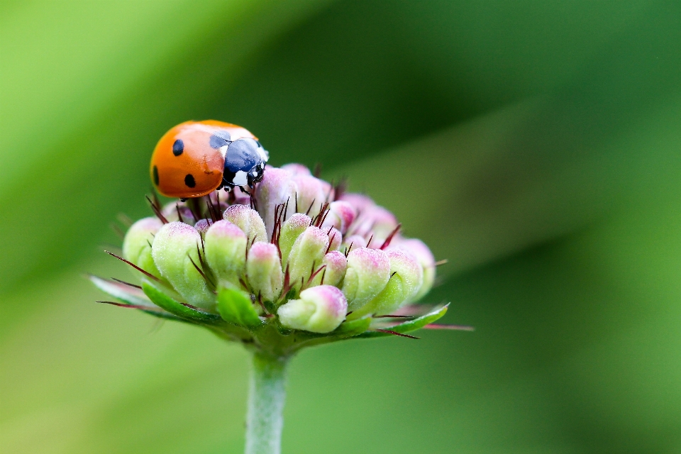 Natura erba pianta fotografia