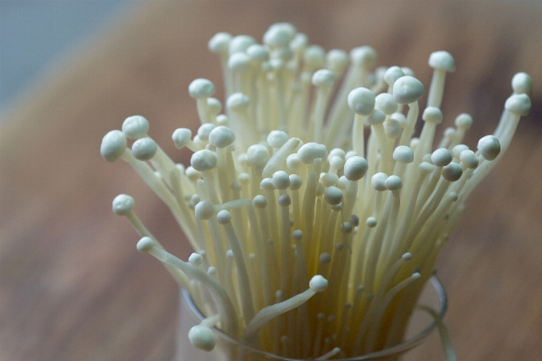 Photo Fleur nourriture la biologie champignon