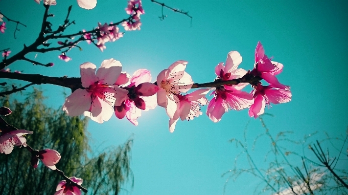 Nature branch blossom plant Photo