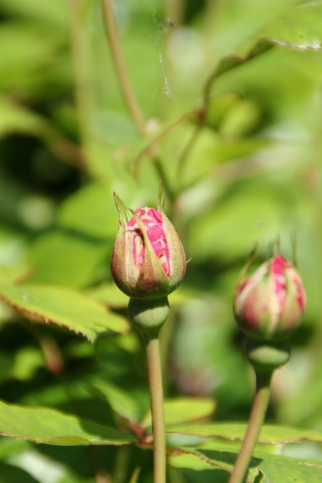 Natureza florescer plantar folha