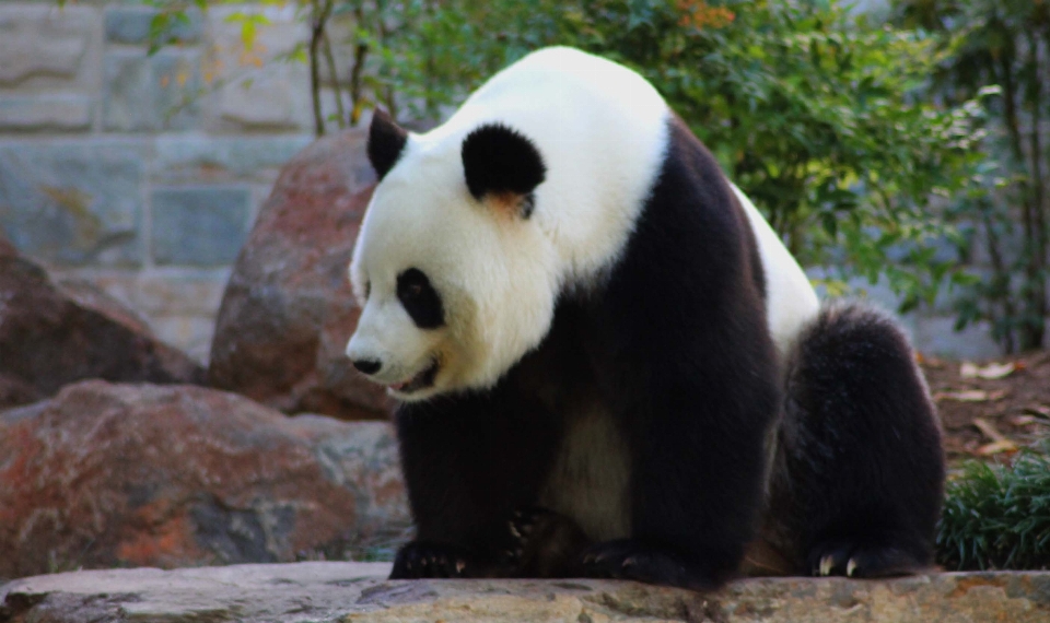 Bear zoo mammal fauna