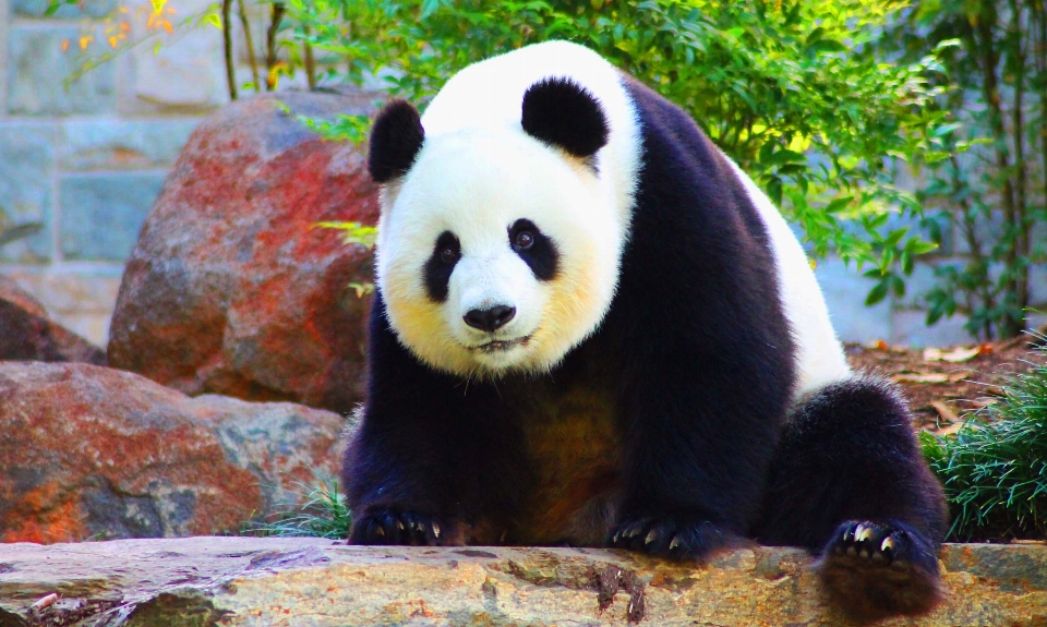 Orso animali selvatici zoo mammifero