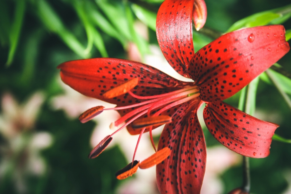 Natura pianta fotografia foglia