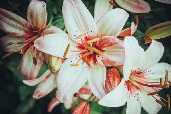 Foto Natura fiore gocciolare pianta