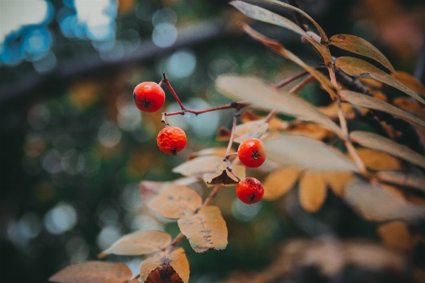 木 自然 森 ブランチ 写真