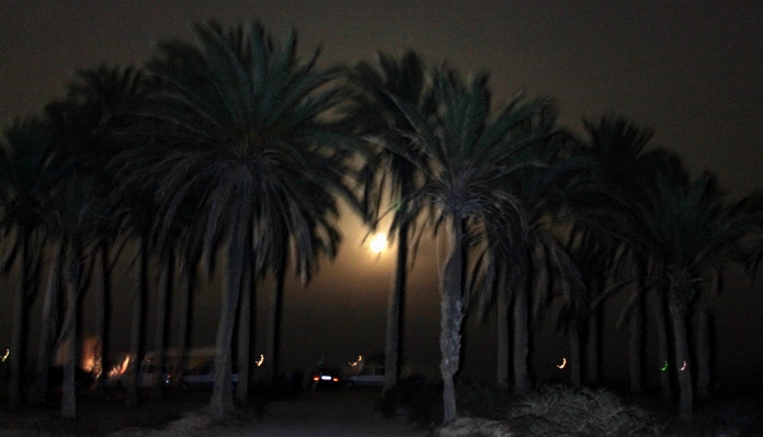 Foto Pantai pohon bayangan hitam lampu