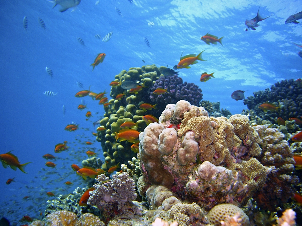 Mar agua buceo submarino