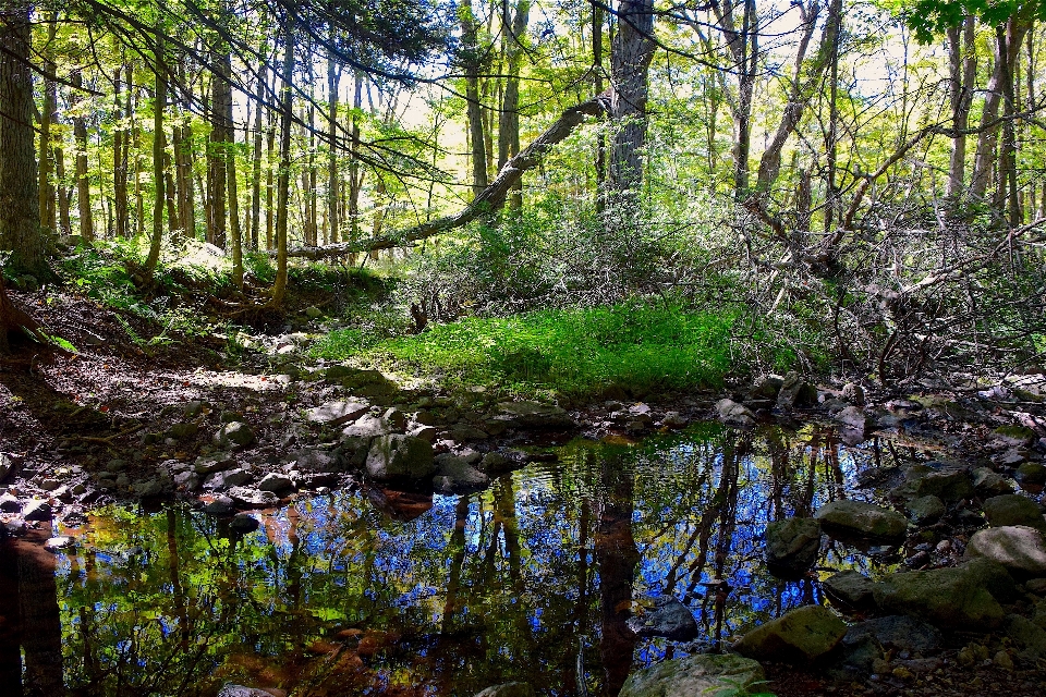 Landscape tree water nature