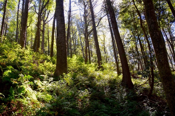 Landscape tree nature forest Photo