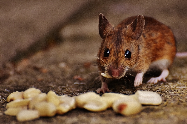 Foto Alam manis mouse satwa