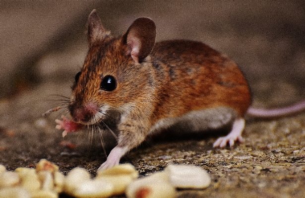 Nature sweet mouse animal Photo