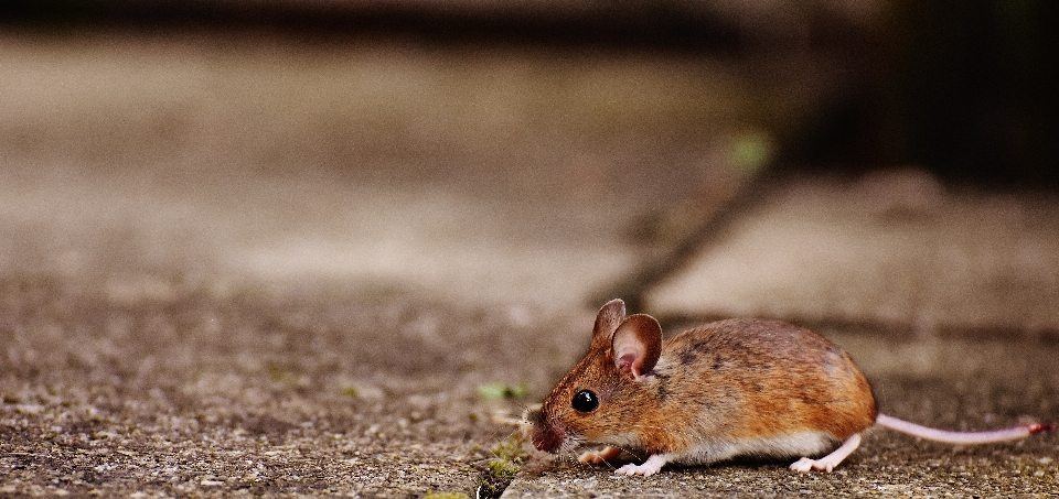 Natura dolce topo animale