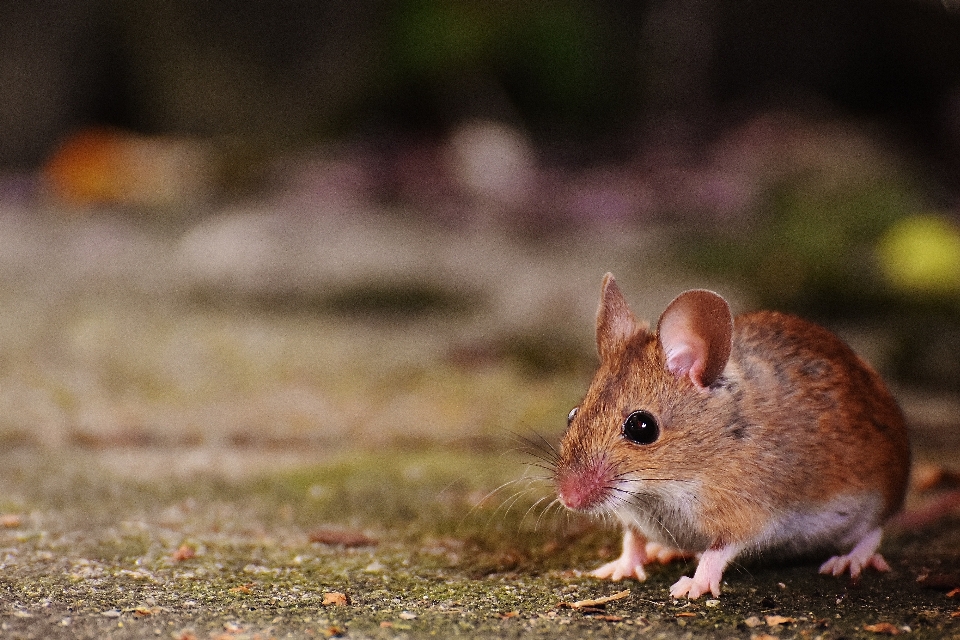 Natur süss maus tier