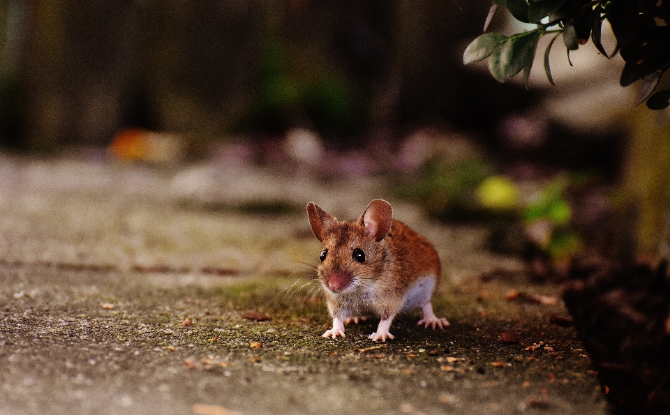 Natura dolce topo animale