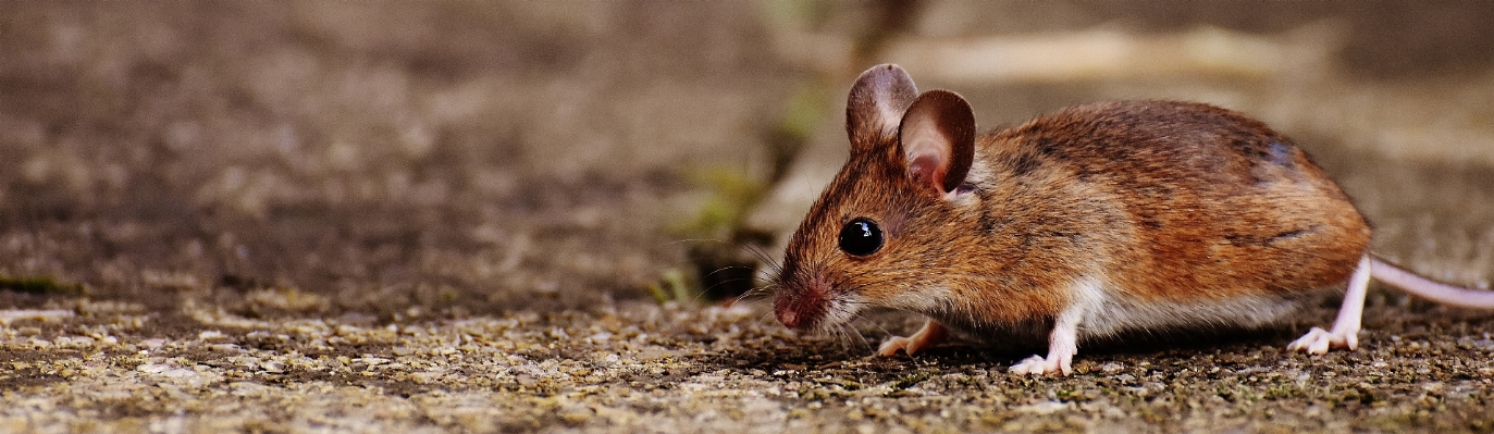 Foto Alam padang rumput
 manis mouse