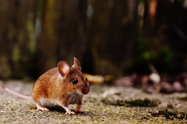 Natur süss maus tier Foto