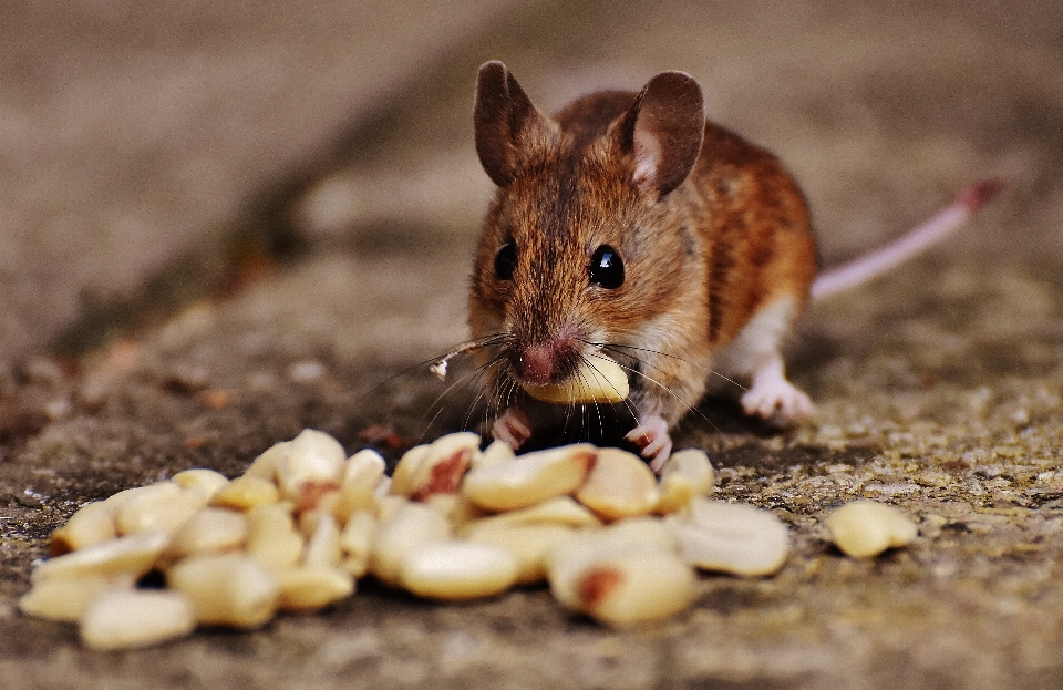 Natura dolce topo animale