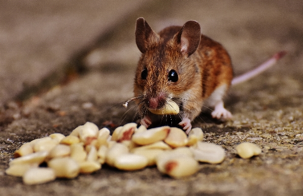 Nature sweet mouse animal Photo