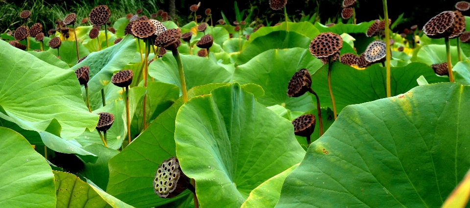 Plantar campo folha flor