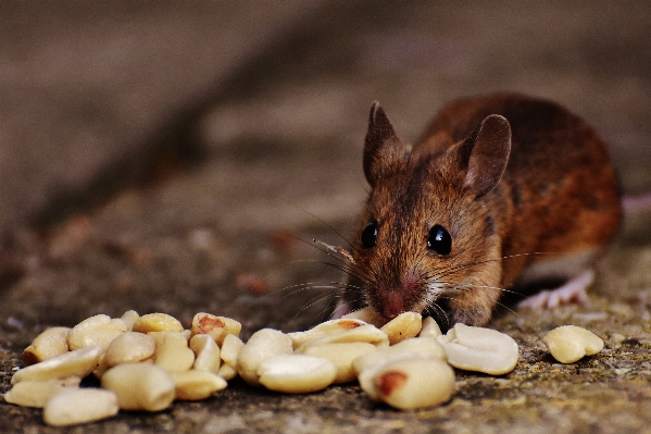 Nature sweet mouse animal Photo