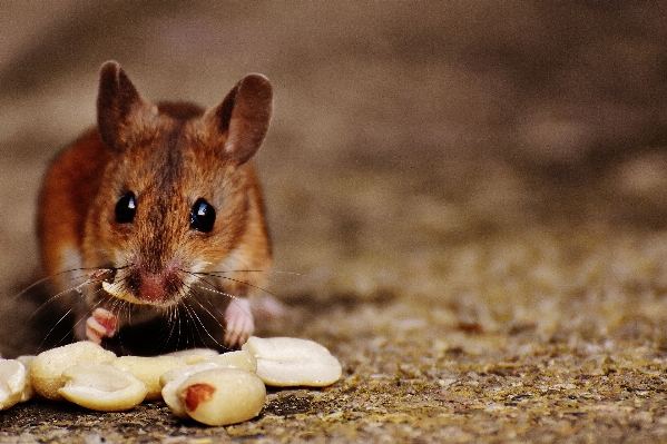 Nature sweet mouse animal Photo