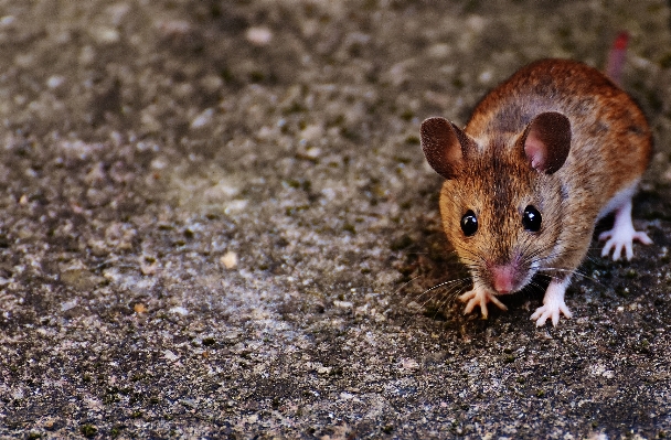 Foto Alam manis mouse satwa