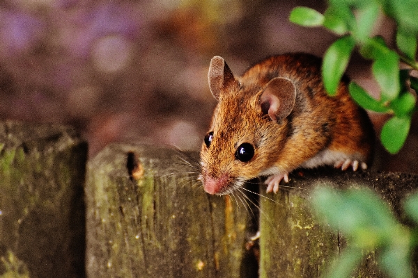 Nature branch sweet mouse Photo