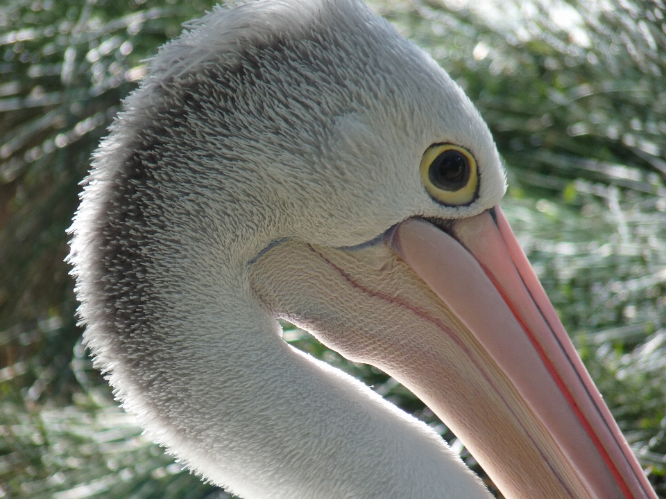 鳥 ペリカン 海鳥
 野生動物