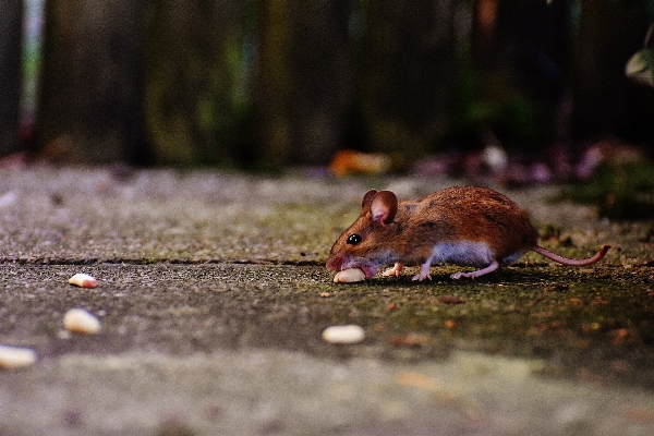 Nature sweet mouse animal Photo