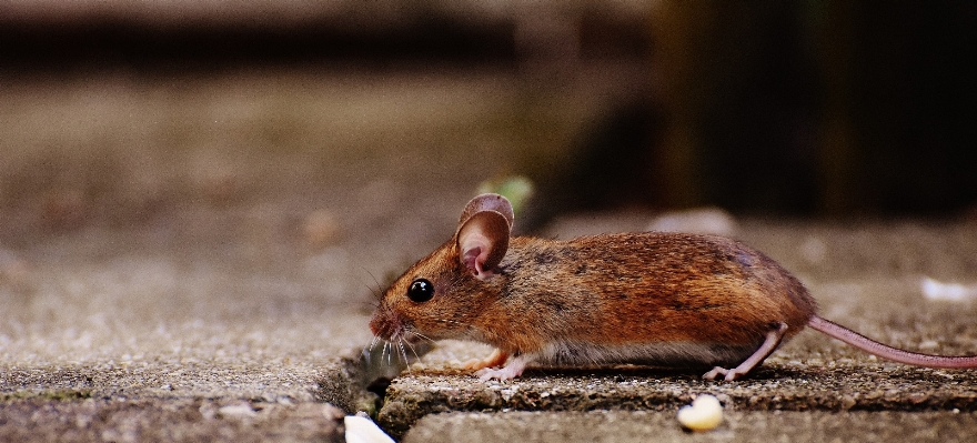 Nature sweet mouse animal Photo