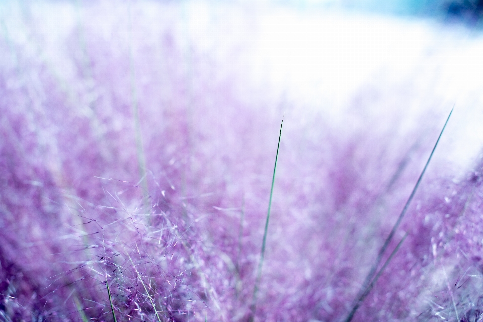 Natura trawa światło bokeh
