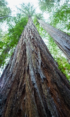 Coast tree nature forest Photo