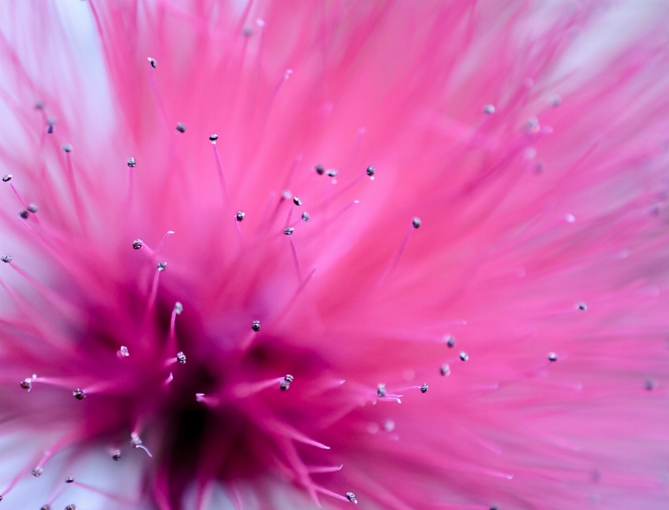 Natur blüte abstrakt anlage