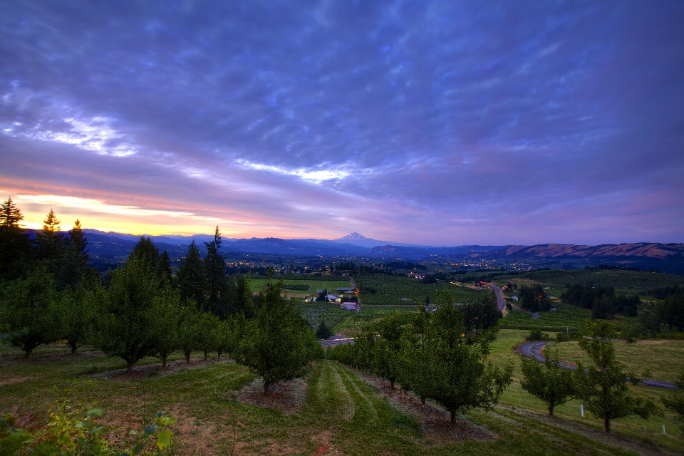 Landschaft baum natur horizont