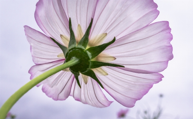 Nature blossom plant photography Photo