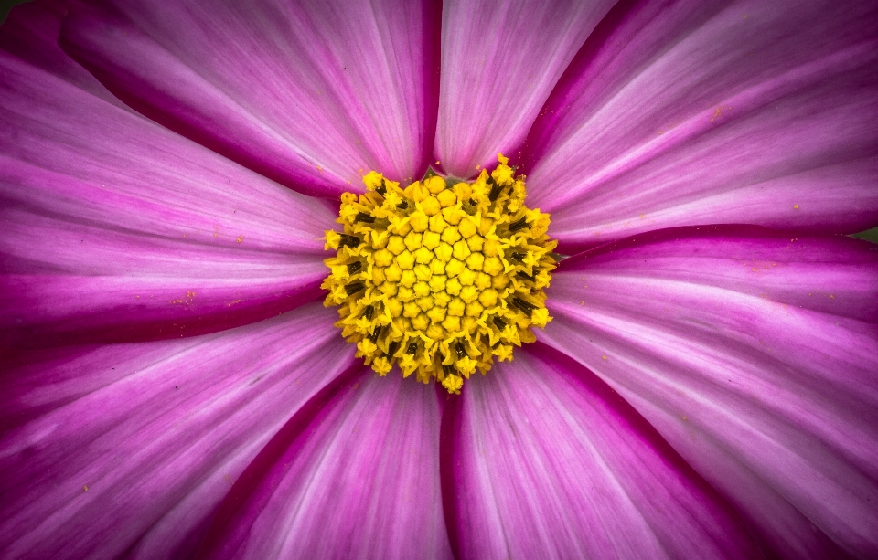 Natureza florescer plantar fotografia