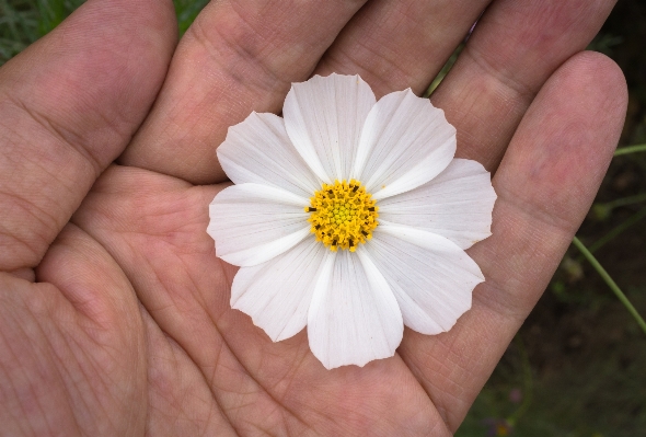 El doğa çiçek bitki Fotoğraf