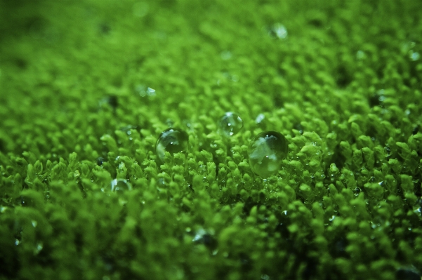 Water nature grass drop Photo