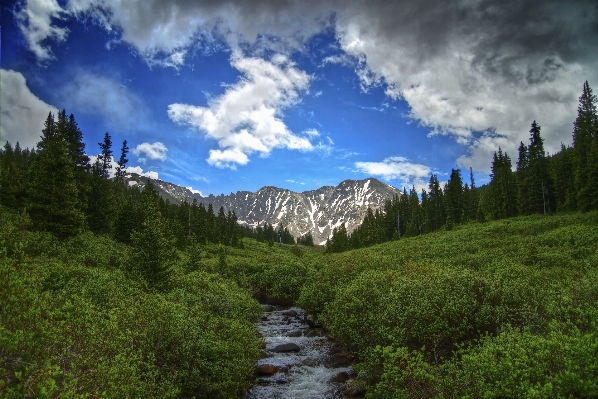 Landscape tree nature forest Photo