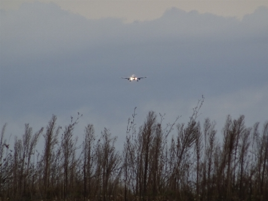 Photo Oiseau aile prairie
 vent