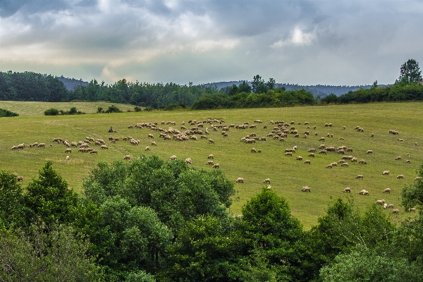 Landscape nature grass wilderness Photo